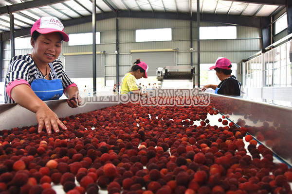杨梅加工生产线.jpg 杨梅加工生产线.jpg